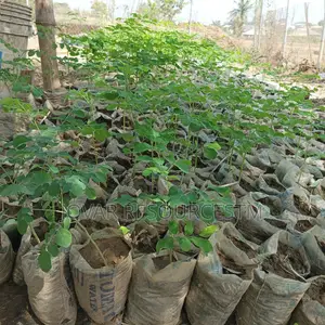 Best Moringa Seedlings (Seeds Also Available)