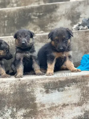1-3 months Female Purebred German Shepherd