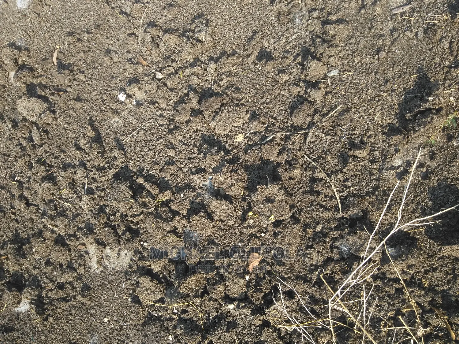 Rich Poultry Manure