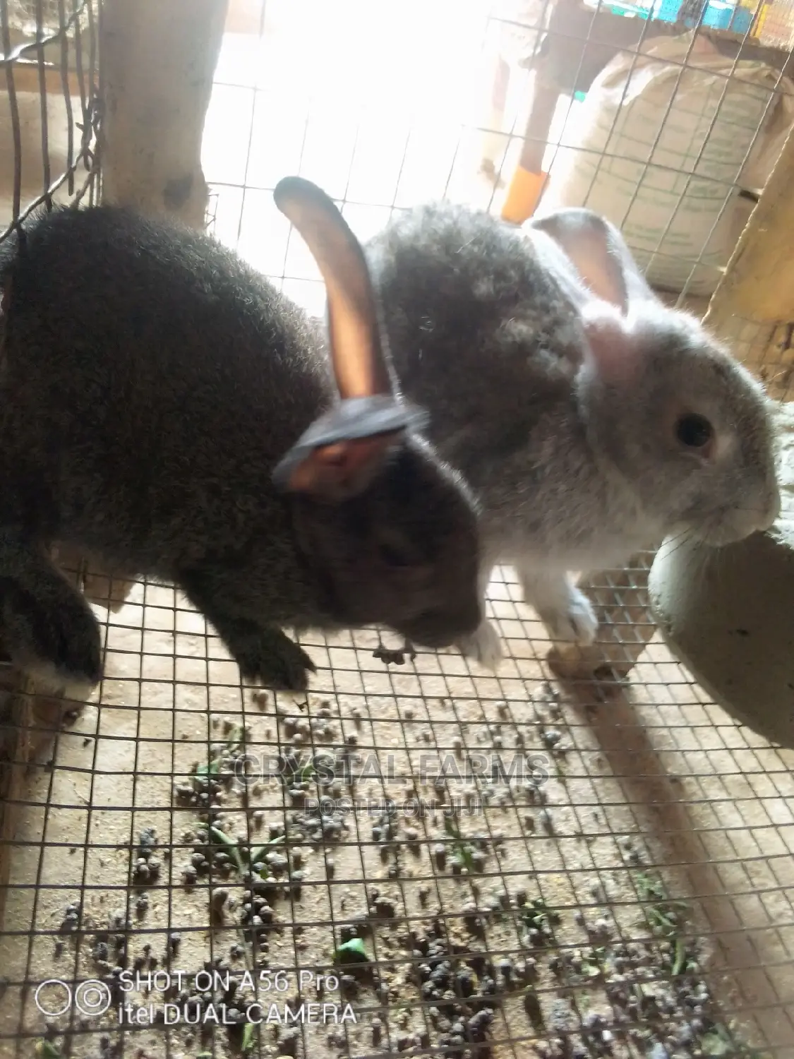 Rabbits For Sale: Hybrid, Exotic And Hyla Rabbits - Crystal Farms Price ...
