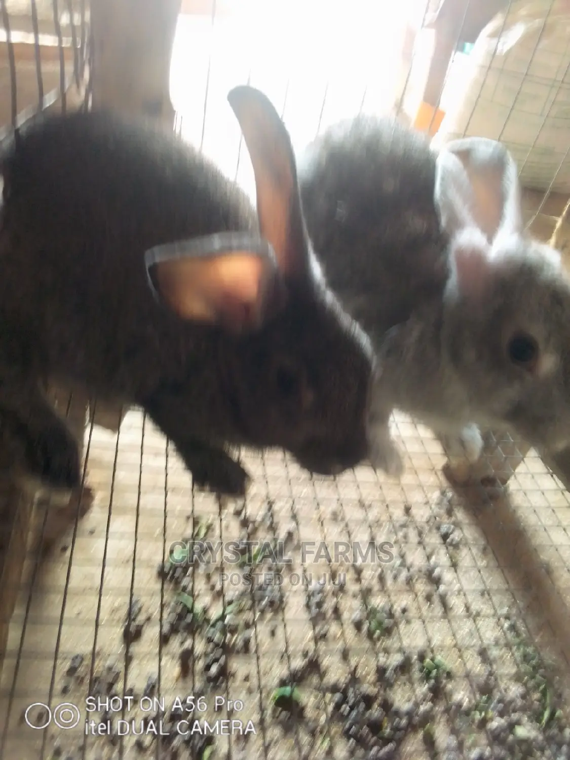 Rabbits For Sale: Hybrid, Exotic And Hyla Rabbits - Crystal Farms Price ...