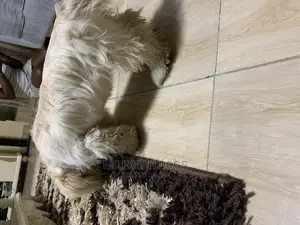 6-12 Months Female Purebred Lhasa Apso