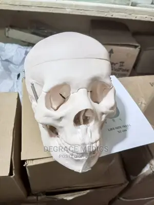 Human Skull Model