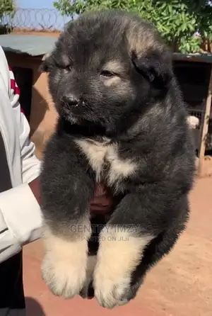 1-3 months Male Purebred Caucasian Shepherd