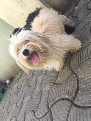 1-3 months Male Purebred Lhasa Apso