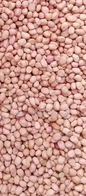 Groundnut Available in Varieties