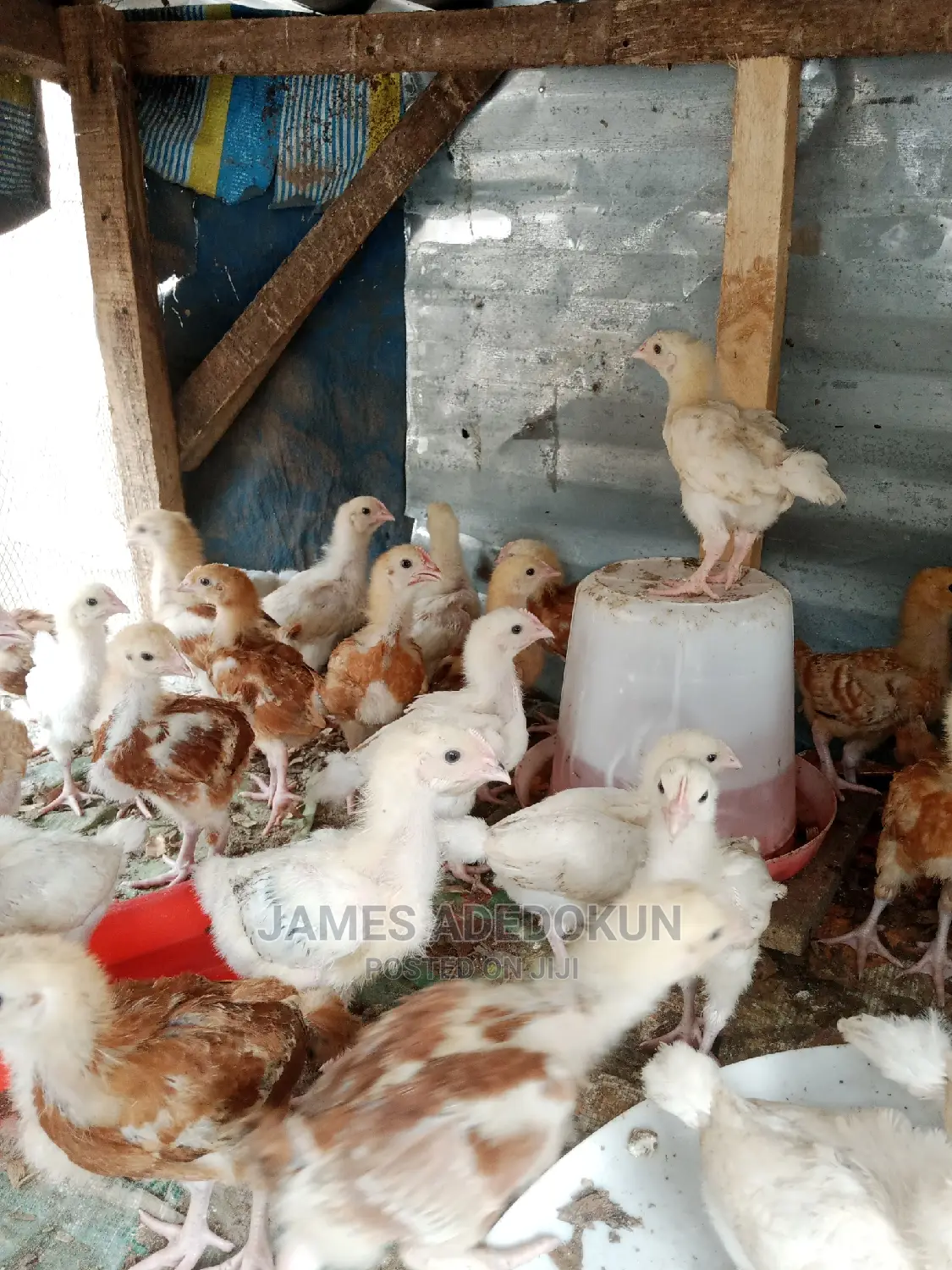 3wks Noiler Amd Cockerel