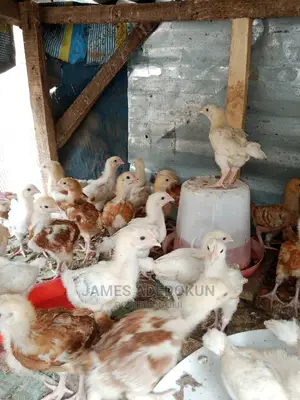 3wks Noiler Amd Cockerel