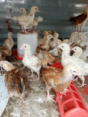 3wks Noiler Amd Cockerel