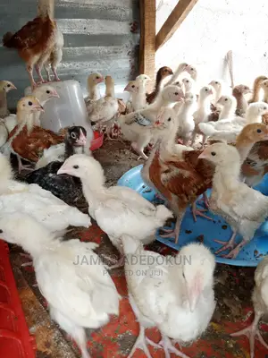3wks Noiler Amd Cockerel