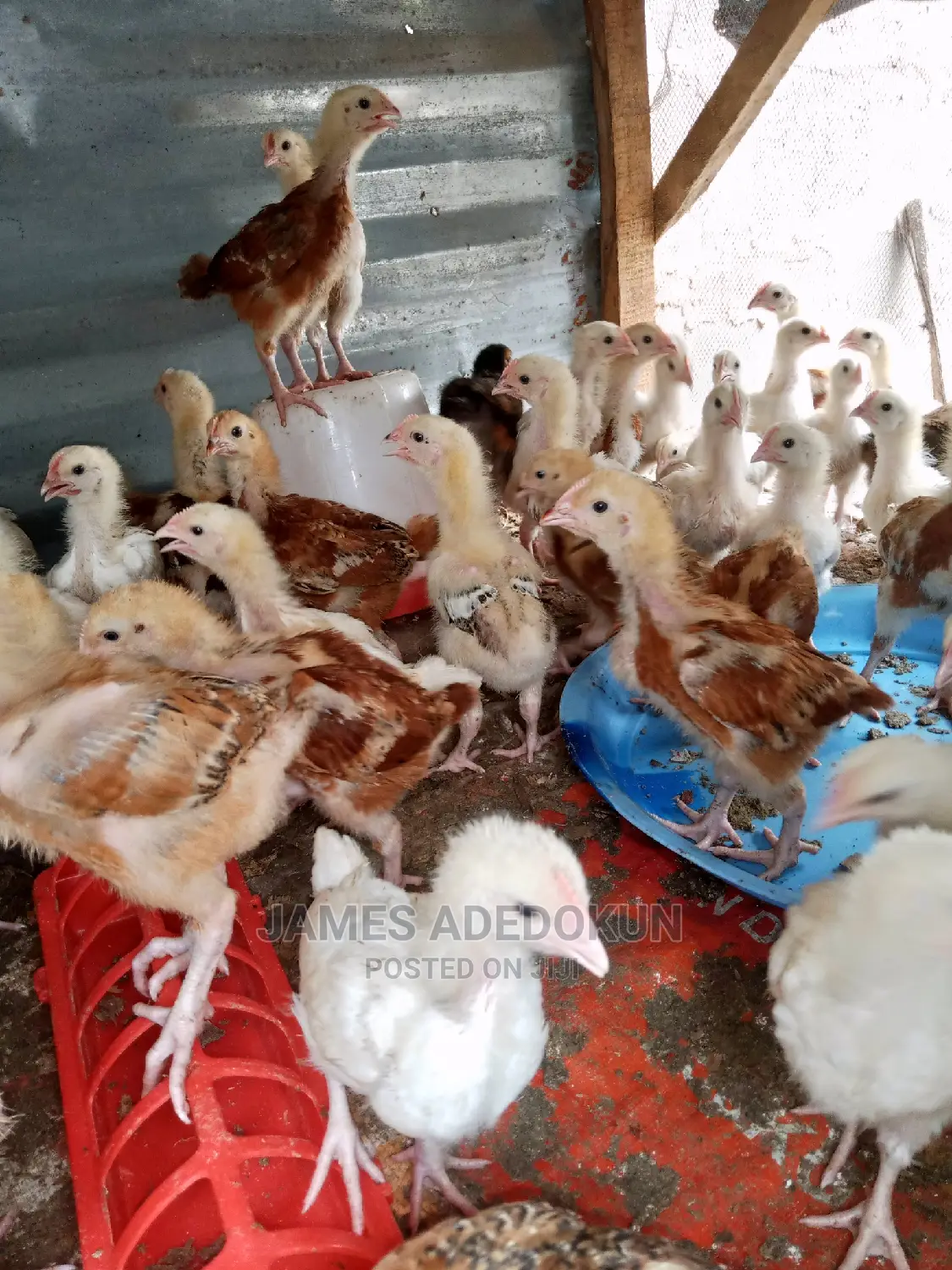 3wks Noiler Amd Cockerel