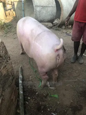 Hybrid Breed
