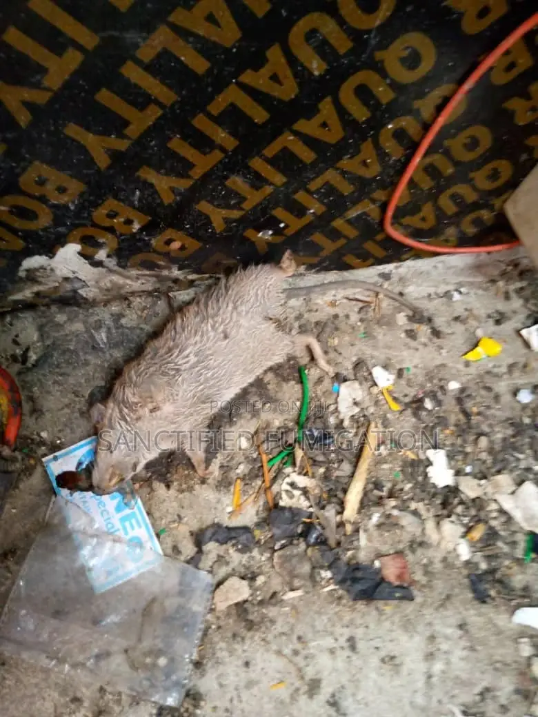 Rat Killer Expert