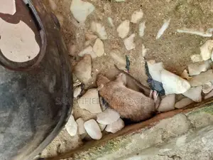 Rat Killer Expert