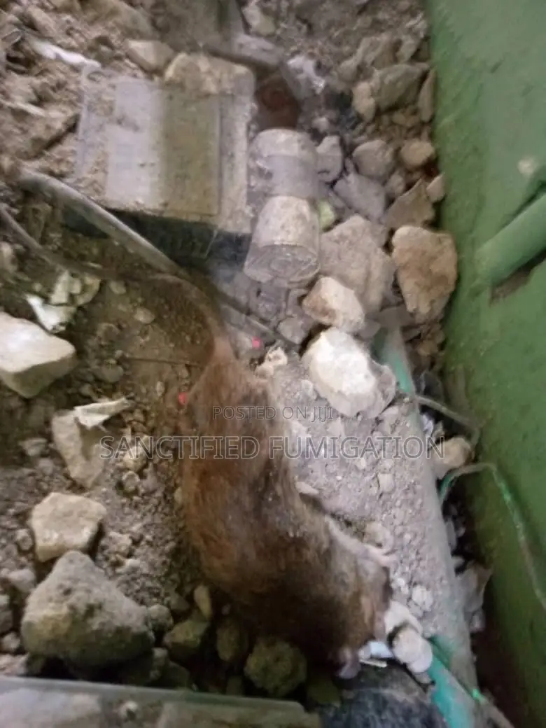 Rat Killer Expert