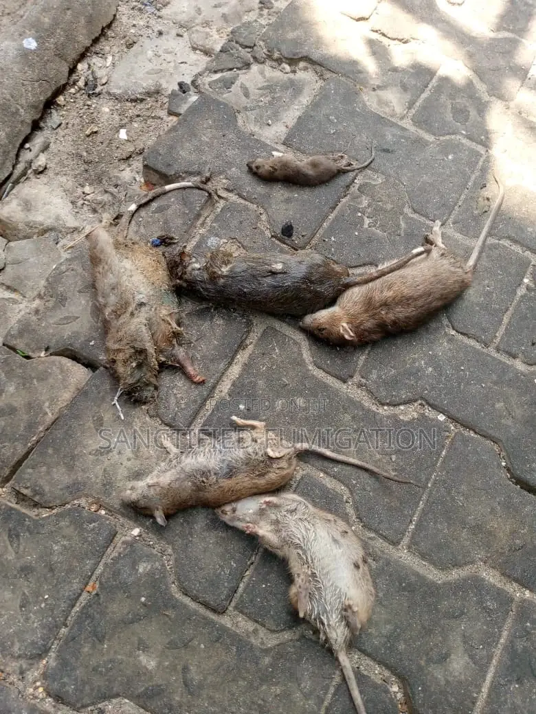 Rat Killer Expert