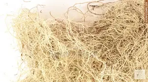 Unsea Lichen
