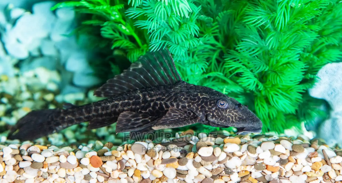 Pleco/ Cleaner Fish