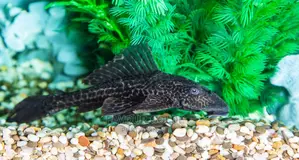 Pleco/ Cleaner Fish