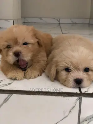 1-3 Months Female Purebred Lhasa Apso