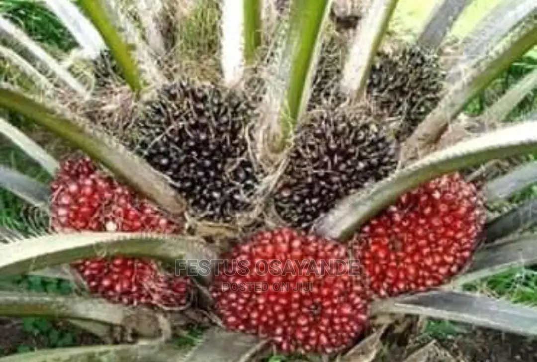 Oil Palm Seedlings and Fruit