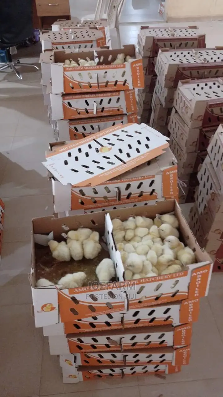 Day Old Broiler