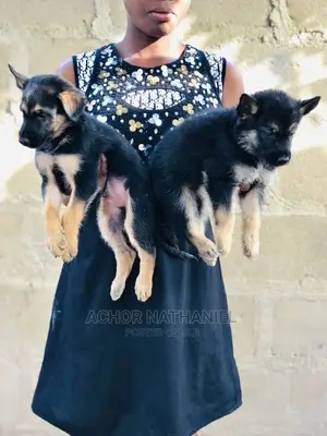 1-3 months Female Purebred German Shepherd