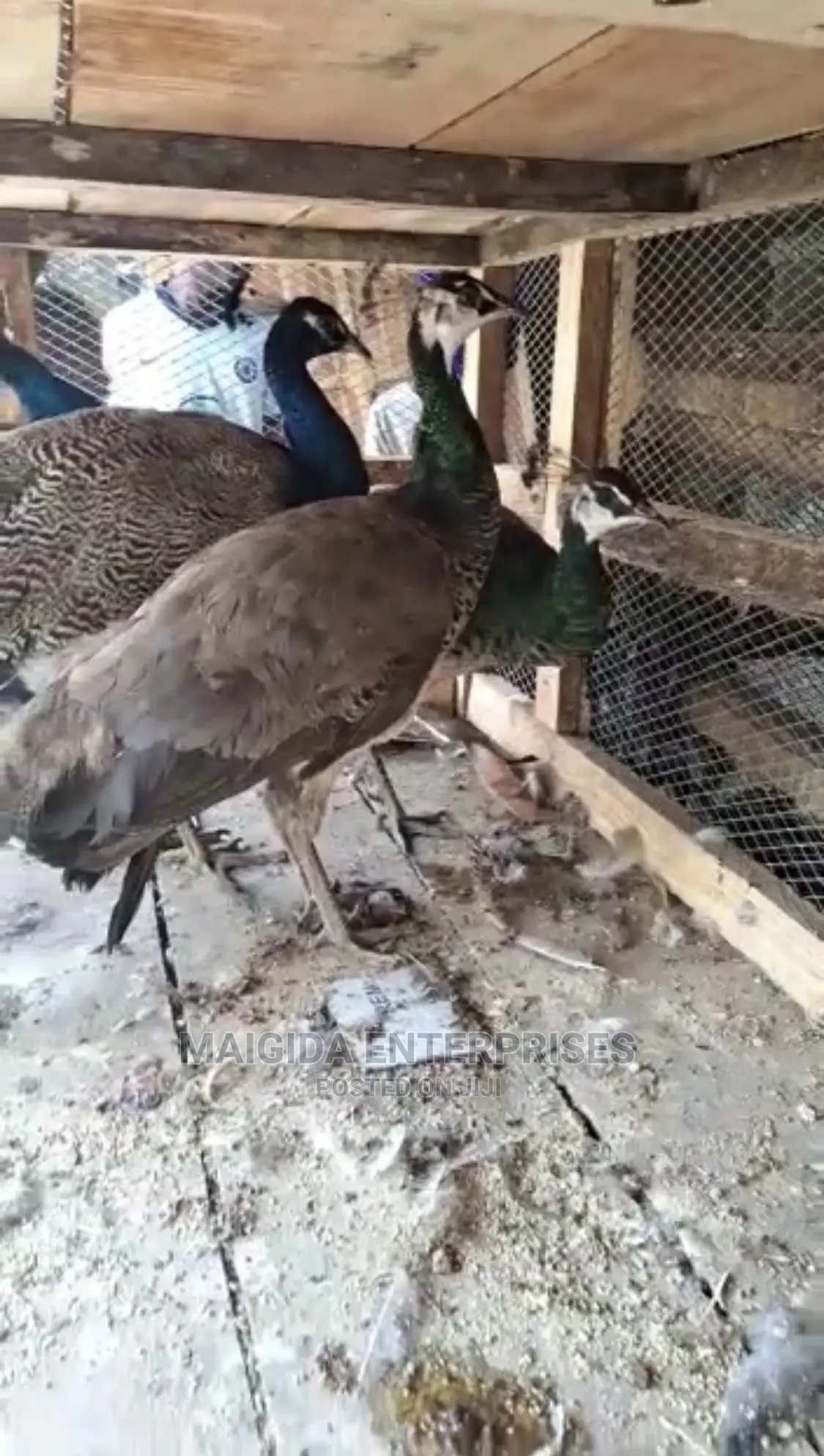 Adult Peacocks