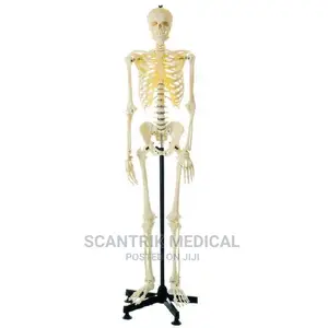 Skeleton Model
