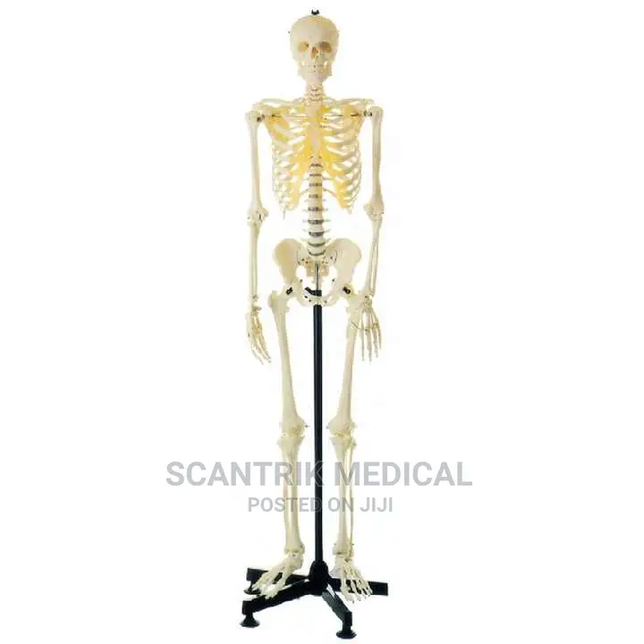 Skeleton Model