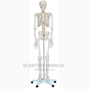 Skeletal Model