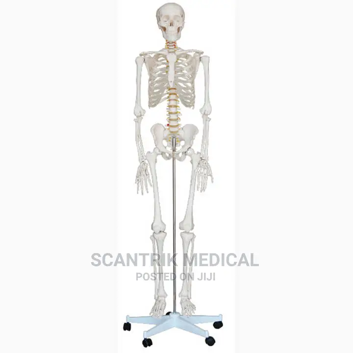 Skeletal Model