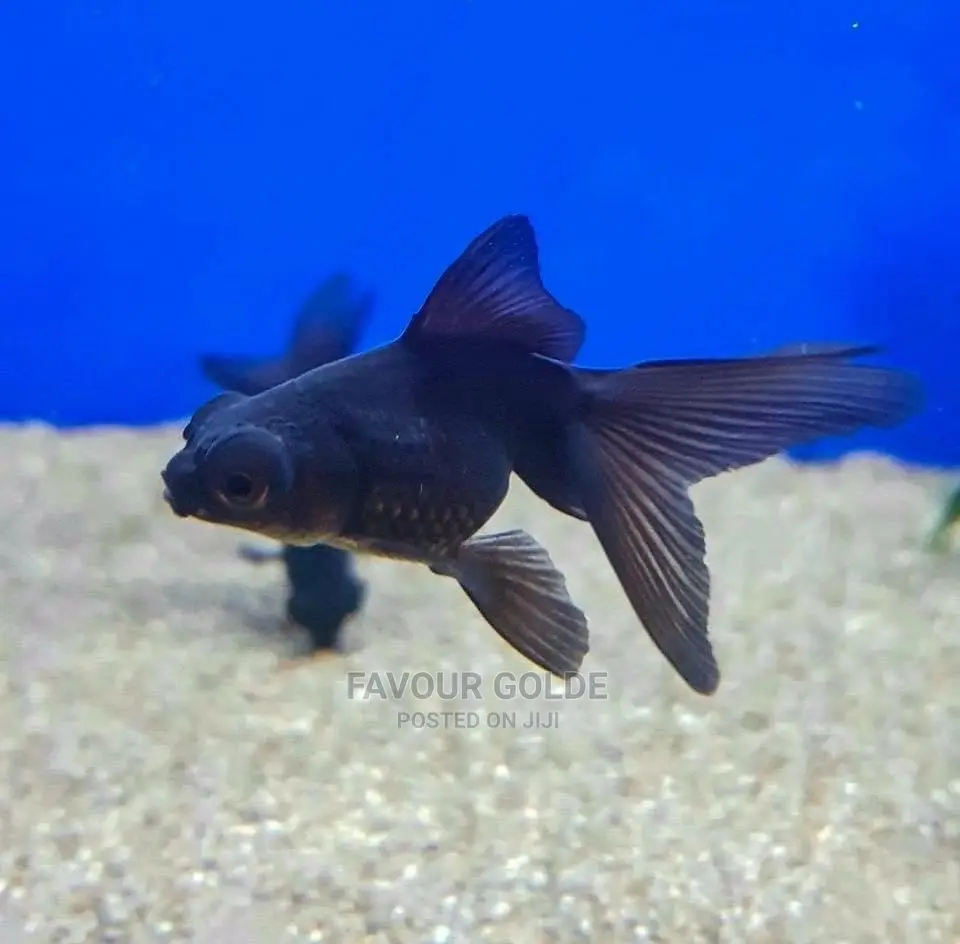 Black Moor