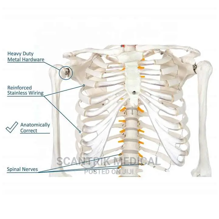 Skeletal Model System