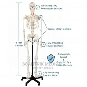 Human Anatomy Skeleton