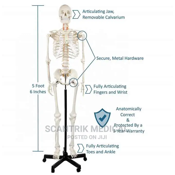 Human Anatomy Skeleton