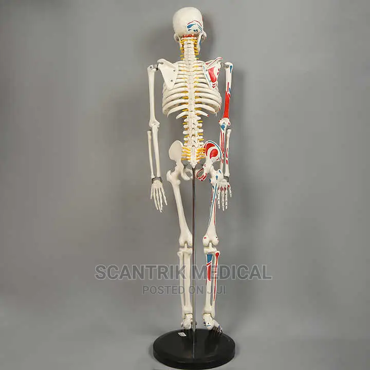 Full Human Anatomy Skeleton