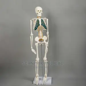 Biology Human Anatomy