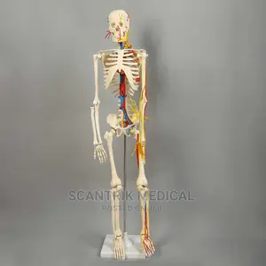 Biology Human Anatomy Skeleton