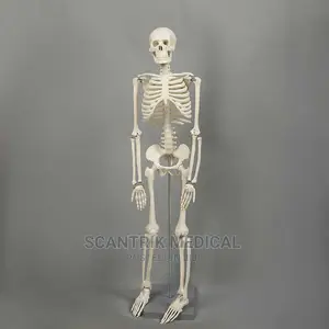 Skeletal Human Anatomy