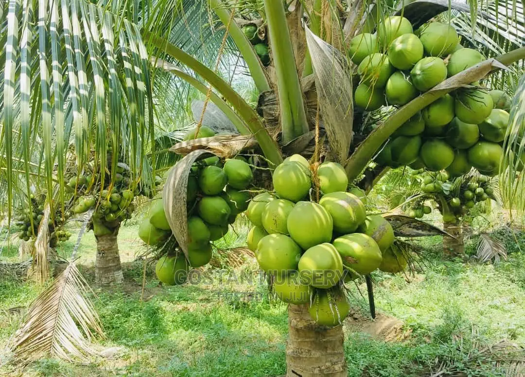 Dwarf Coconut Seedlings