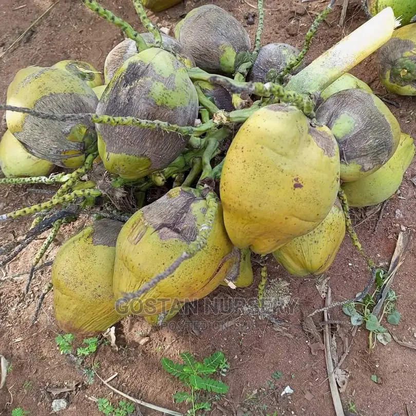 Dwarf Coconut Seedlings