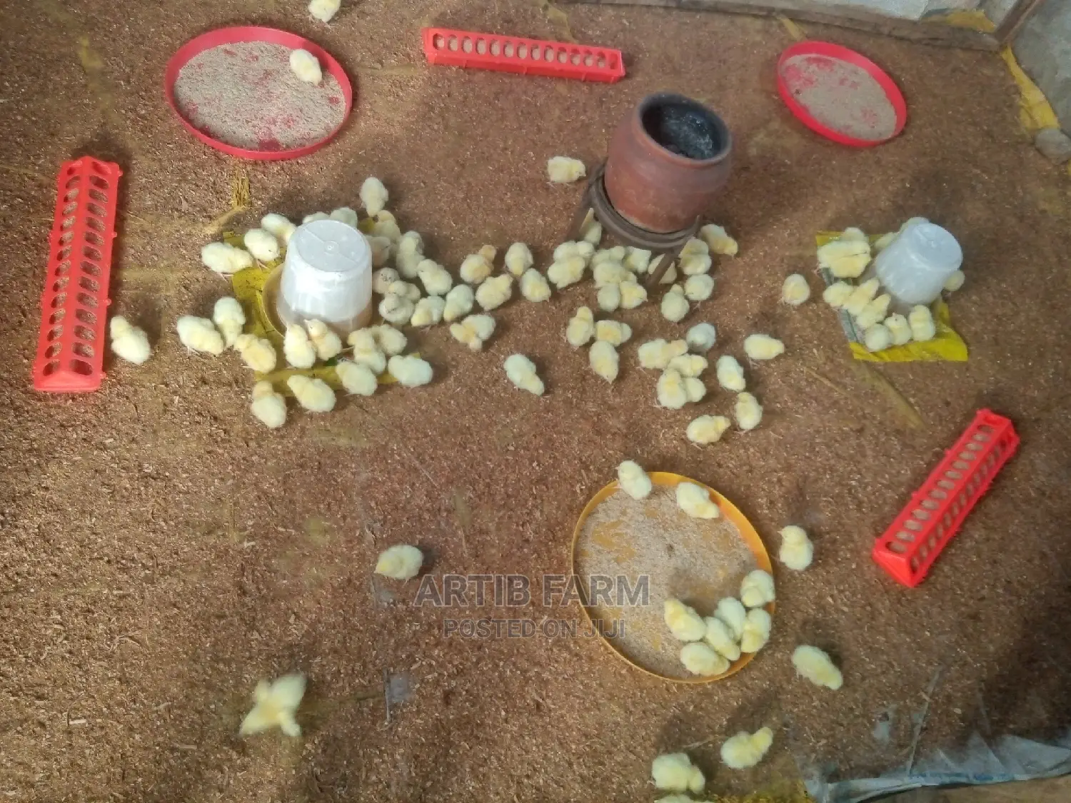Chi Day Old Broiler Chicks