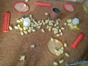 Chi Day Old Broiler Chicks