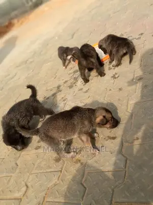 1-3 months Female Purebred German Shepherd
