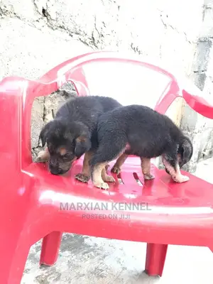 1-3 months Male Purebred German Shepherd