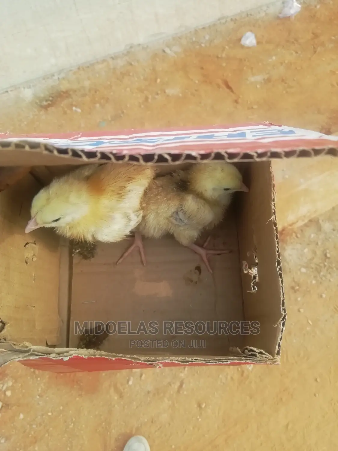 Day Old Chick