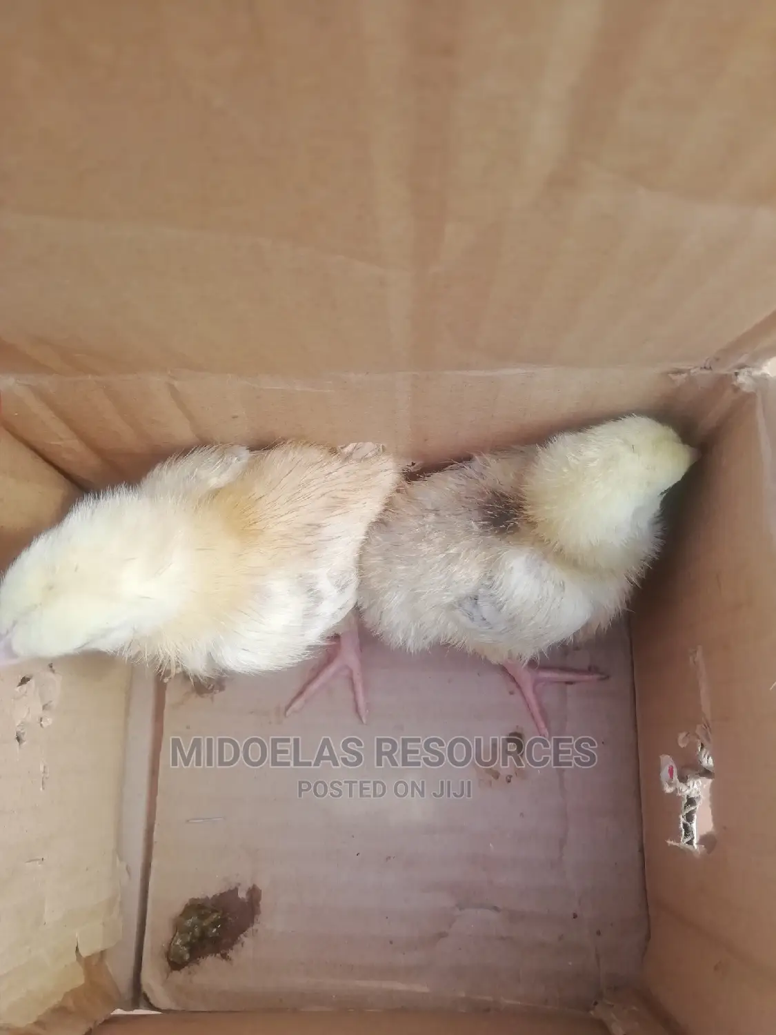 Day Old Chick