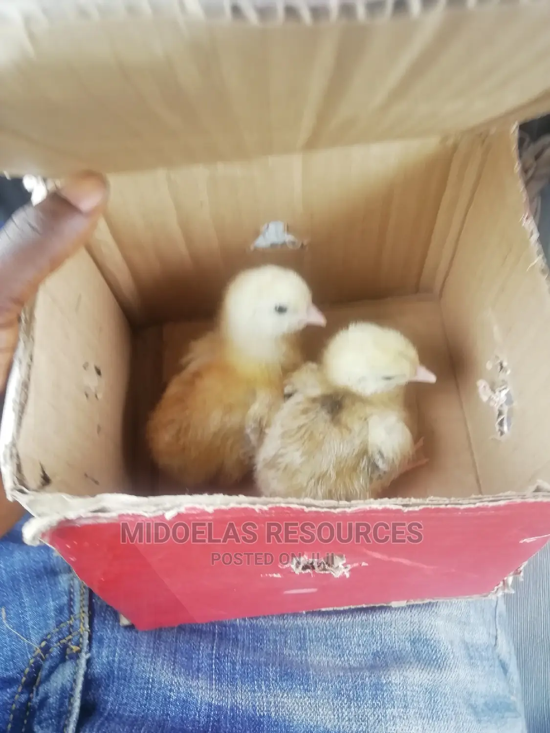 Day Old Chick