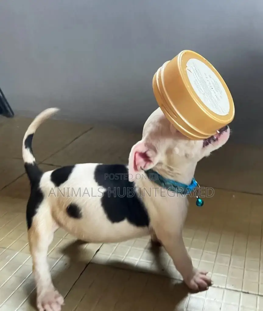 Veterinary Doctor in Ibadan